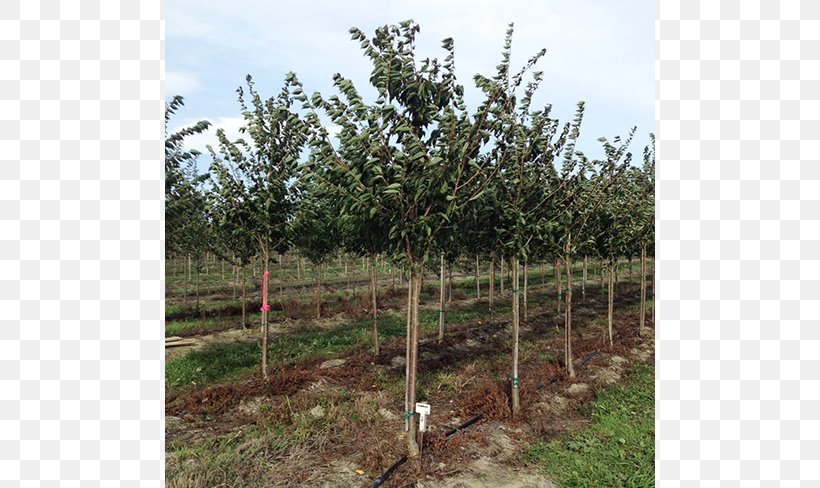 Shade Tree Shrub Evergreen Nursery, PNG, 650x488px, Tree, Agriculture, Branch, Crop, Evergreen Download Free