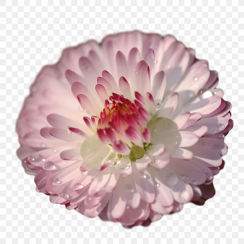 Chrysanthemum Transvaal Daisy Dahlia Cut Flowers Petal, PNG, 1440x1440px, Chrysanthemum, Cut Flowers, Dahlia, Flower, Petal Download Free