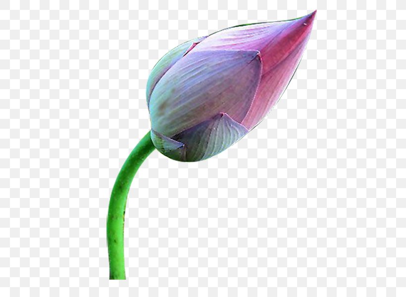 Clip Art, PNG, 800x600px, Tulip, Flower, Nelumbo Nucifera, Petal, Plant Download Free