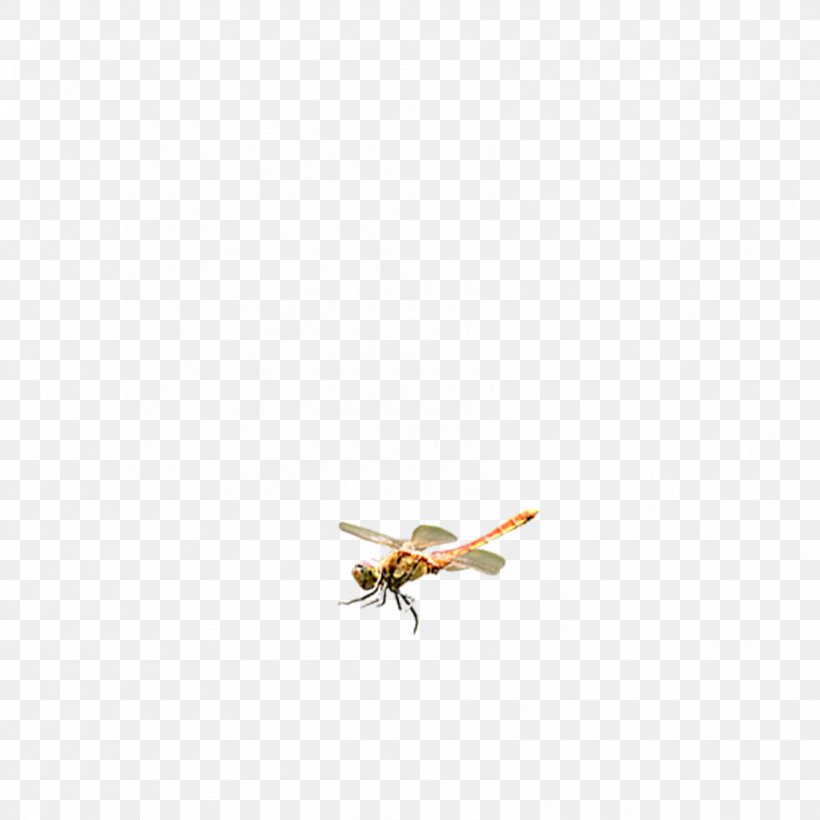 Dragonfly Download Icon, PNG, 1701x1701px, Dragonfly, Designer, Gratis, Insect, Insect Wing Download Free