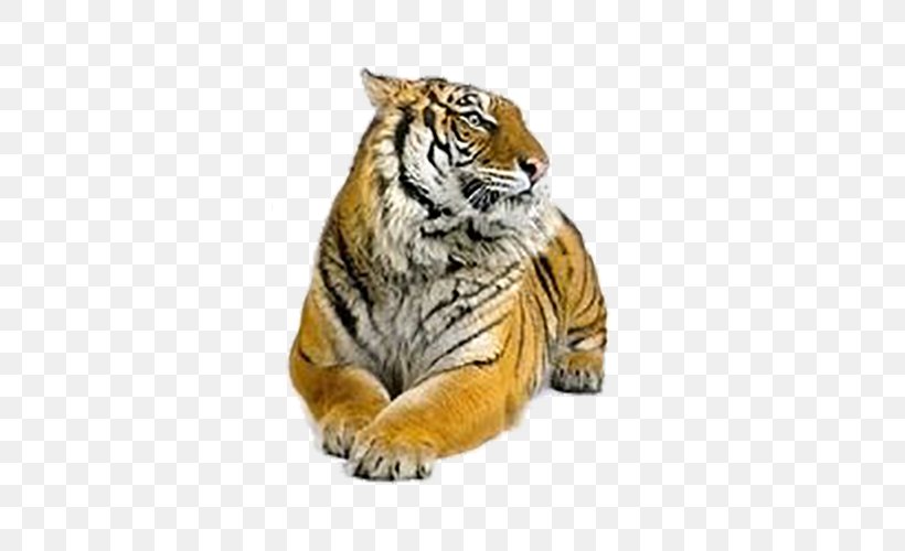 Siberian Tiger Felidae Bengal Tiger, PNG, 500x500px, Siberian Tiger, Bengal Tiger, Big Cats, Carnivoran, Cat Like Mammal Download Free