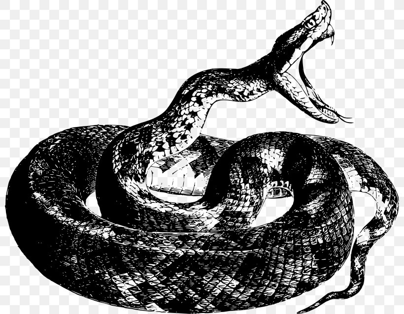 Snake Reptile Drawing Boa Constrictor Clip Art, PNG, 800x638px, Snake, Black And White, Boa Constrictor, Boas, Cobra Download Free