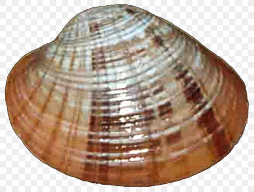 Clam Cockle Mussel Oyster Seashell, PNG, 1024x774px, Clam, Clams Oysters Mussels And Scallops, Cockle, Conchology, Mussel Download Free