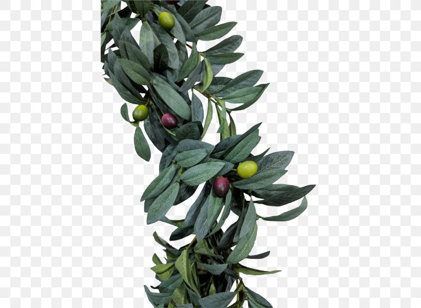 Olive Leaf Tree Spathiphyllum Leaf Bush, PNG, 800x600px, Olive Leaf, Artificial Flower, Fittonia, Fittonia Albivenis, Flower Download Free