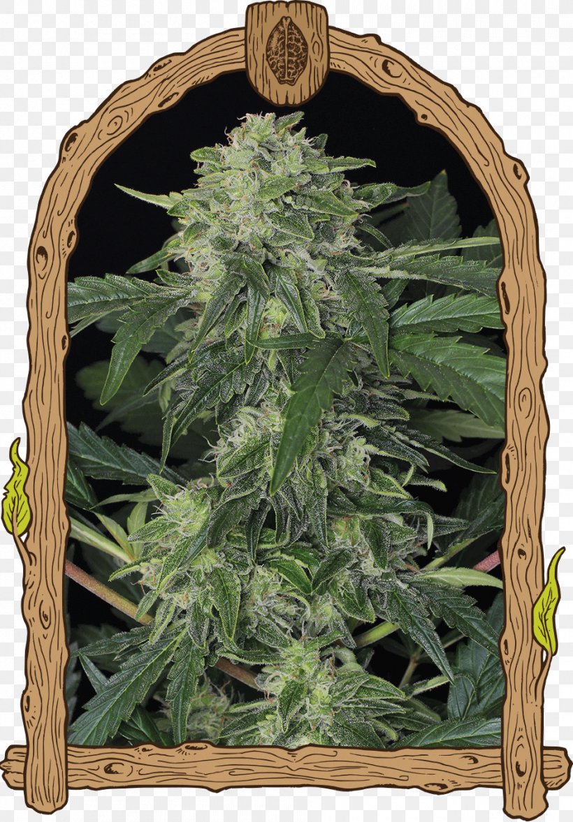 Autoflowering Cannabis Seed Bank Cannabis Sativa, PNG, 940x1350px, Autoflowering Cannabis, Cannabis, Cannabis Sativa, Crop, Dominance Download Free
