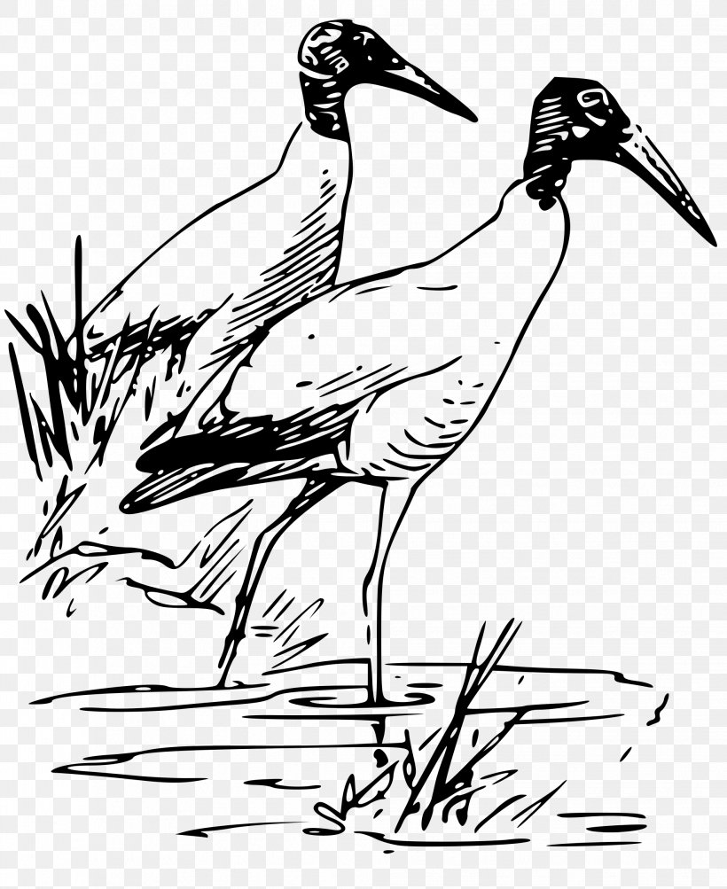 Bird Drawing American White Ibis Wood Stork, PNG, 1962x2400px, Bird, African Sacred Ibis, American White Ibis, Art, Beak Download Free