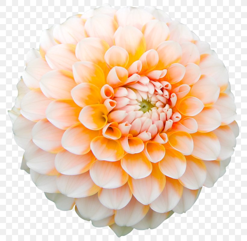 Dahlia Flower Desktop Wallpaper High-definition Television Garden, PNG, 792x800px, Dahlia, Blanket Flowers, Chrysanthemum, Chrysanths, Cut Flowers Download Free