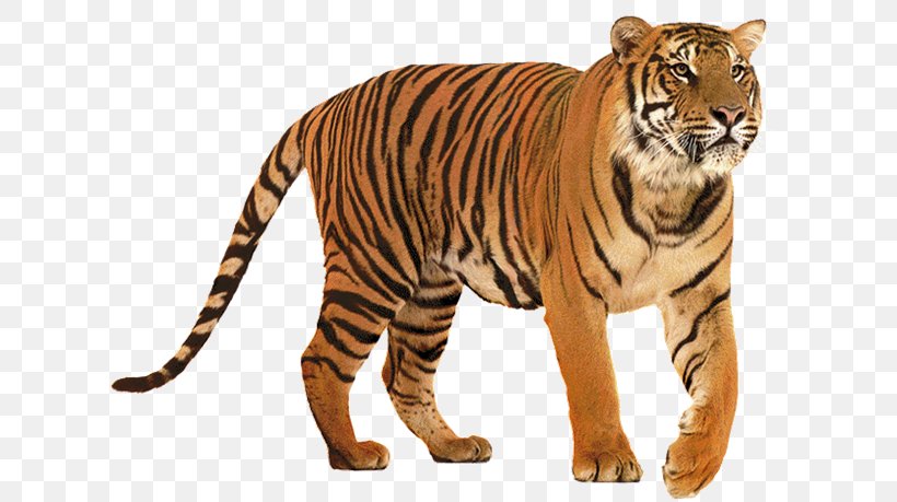 Lion Felidae Siberian Tiger Big Cat, PNG, 626x459px, Lion, Animal, Animal Figure, Bengal Tiger, Big Cat Download Free