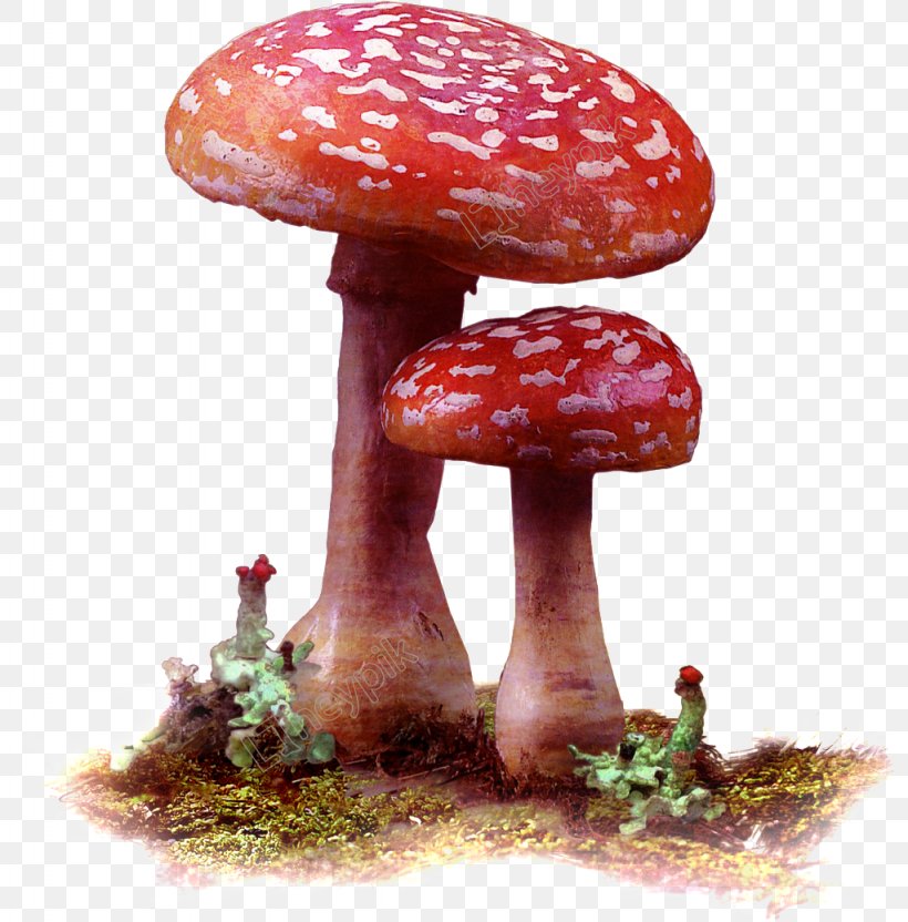 Mushroom Cartoon, PNG, 1024x1040px, Mushroom, Agaric, Agaricaceae, Agaricomycetes, Agaricus Download Free