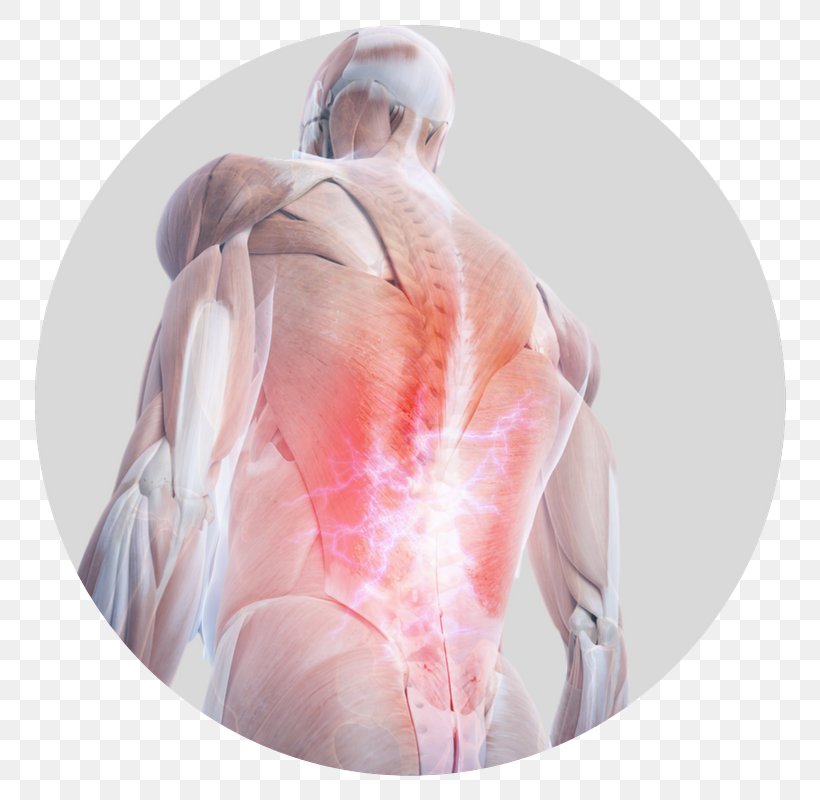 Pain In Spine Human Back Human Anatomy Human Body, PNG, 800x800px, Watercolor, Cartoon, Flower, Frame, Heart Download Free