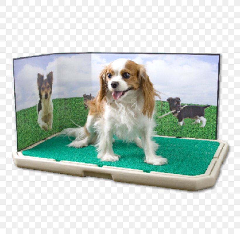 Puppy Pet Toilet Training Labrador Retriever, PNG, 800x800px, Puppy, Bark, Carnivoran, Cat Litter Trays, Cavalier King Charles Spaniel Download Free