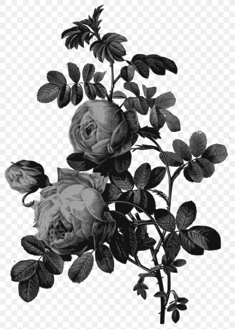 Roses Painting Art Drawing, PNG, 1718x2400px, Roses, Art, Art Museum, Black And White, Botany Download Free