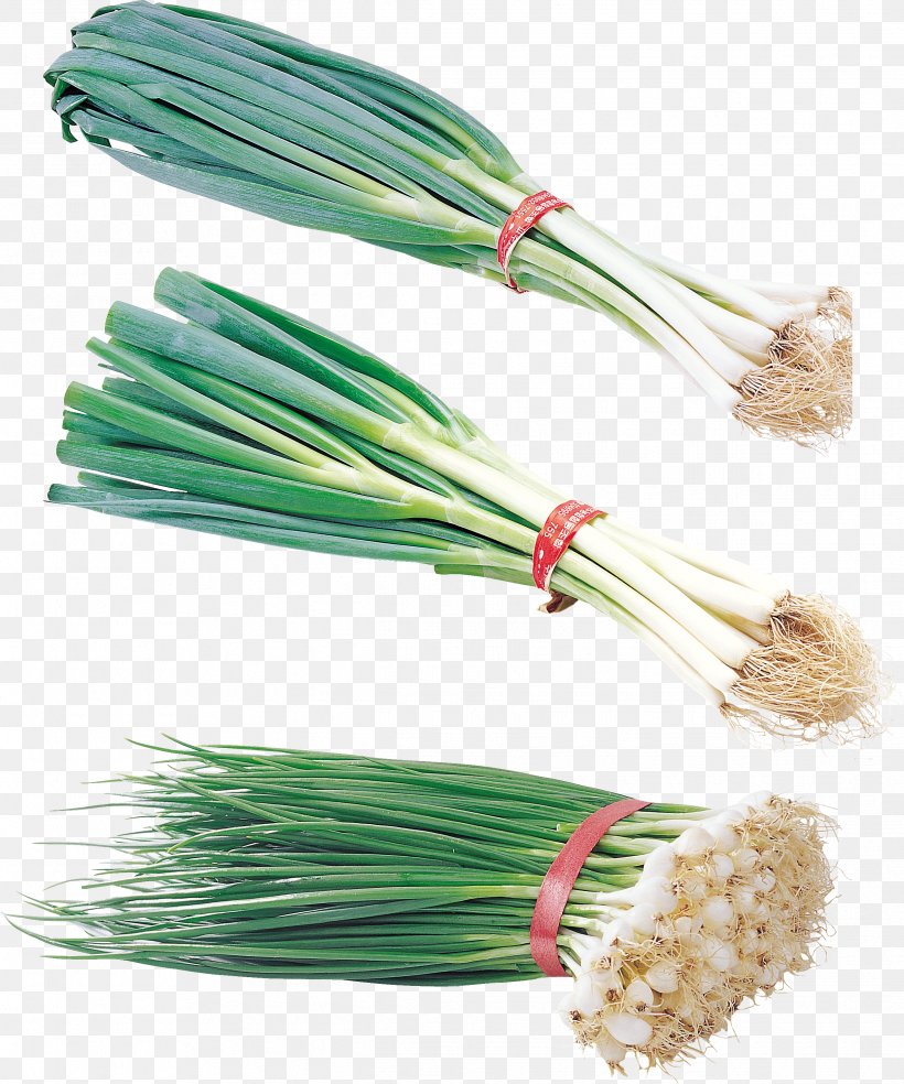 Welsh Onion Garlic Vegetable Leek, PNG, 2486x2985px, Welsh Onion, Chives, Condiment, Food, Garlic Download Free
