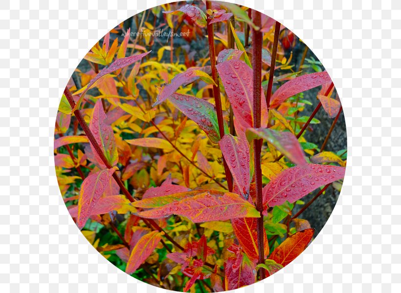 Autumn Leaf, PNG, 600x600px, Autumn, Leaf Download Free