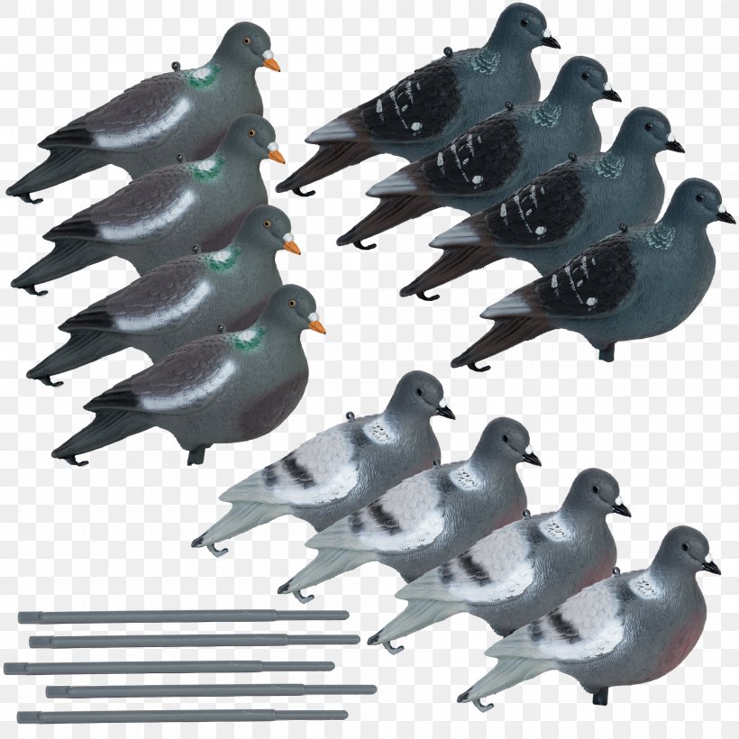 Columbidae Domestic Pigeon Feather Beak, PNG, 2000x2000px, Columbidae, Beak, Bird, Domestic Pigeon, Feather Download Free