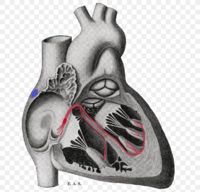 Gray's Anatomy Bundle Of His Electrophysiology Sinoatrial Node, PNG, 660x789px, Watercolor, Cartoon, Flower, Frame, Heart Download Free