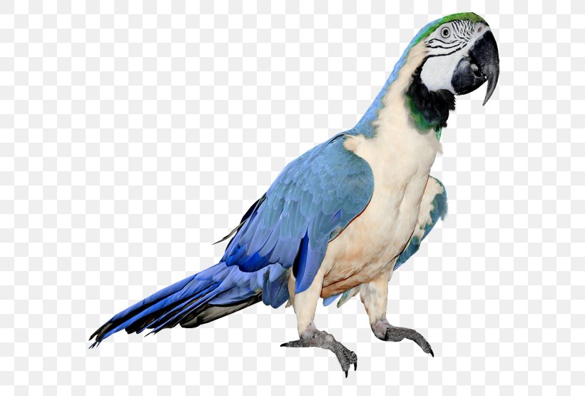 Parrot Budgerigar Bird Clip Art, PNG, 600x555px, Parrot, Beak, Bird, Budgerigar, Cage Download Free