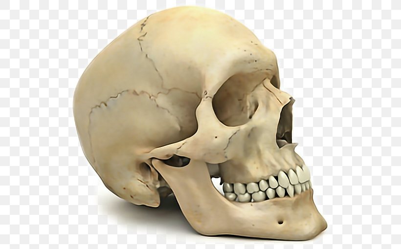 Skull Anatomy, PNG, 544x510px, Skull, Anatomy, Bone, Chin, Ear Download Free