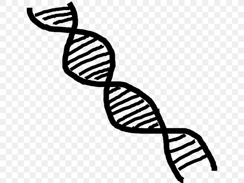 DNA Nucleic Acid Double Helix Clip Art, PNG, 640x616px, Dna, Artwork, Black And White, Chromosome, Genetics Download Free