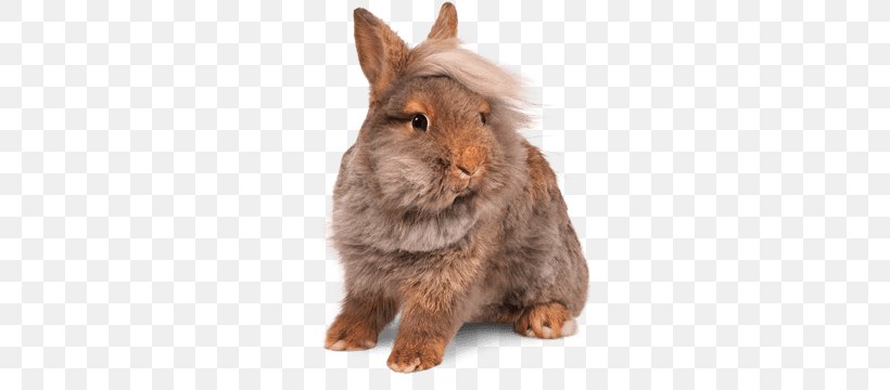 Domestic Rabbit Telus Mobility Mobile Broadband 4G, PNG, 360x360px, Domestic Rabbit, Fauna, Fur, Hare, Hotspot Download Free