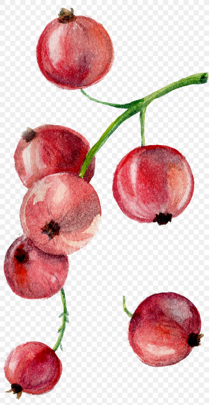 Drawing, PNG, 843x1633px, Drawing, Apple, Bilberry, Blueberry, Food Download Free