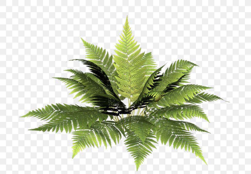 Fern Vascular Plant Burknar Leaf Clip Art, PNG, 700x571px, Fern, Arecales, Burknar, Coconut, Equisetum Download Free