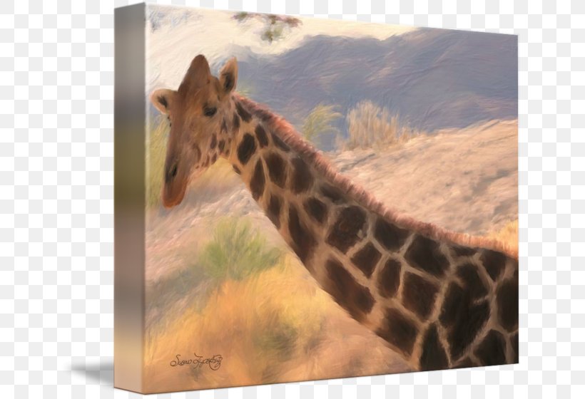 Giraffe Neck Terrestrial Animal Wildlife Snout, PNG, 650x560px, Giraffe, Animal, Fauna, Giraffidae, Mammal Download Free