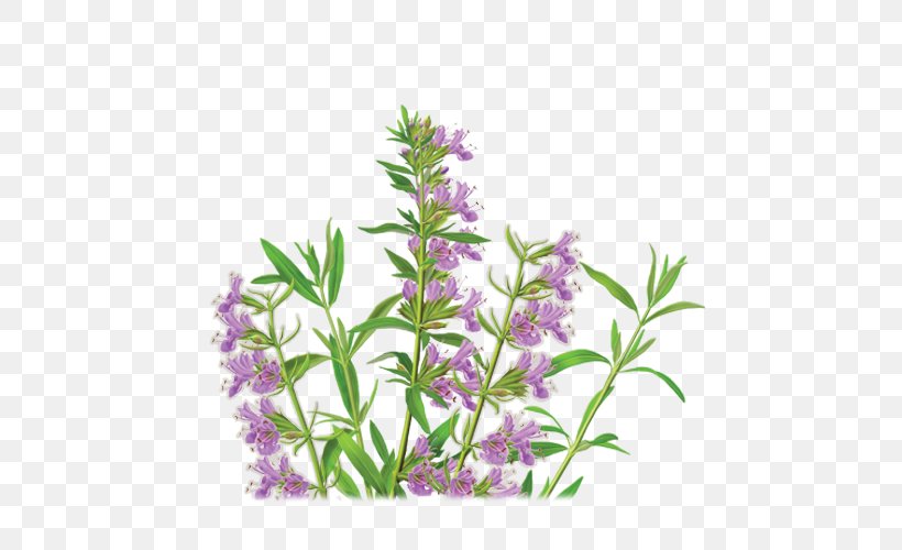 Herbal Tea Anise Hyssop Herbal Tea, PNG, 500x500px, Tea, Echinacea Purpurea, Flower, Goldenseal, Herb Download Free