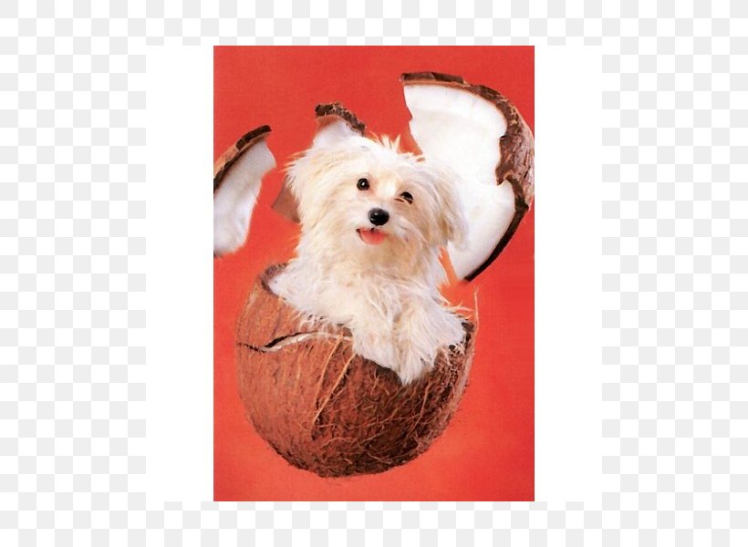 Maltese Dog Havanese Dog Morkie Puppy Schnoodle, PNG, 800x600px, Maltese Dog, Bichon, Breed, Carnivoran, Christmas Ornament Download Free