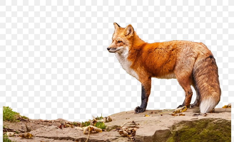 Red Fox Vulpini Clip Art Animal, PNG, 800x500px, Red Fox, Animaatio, Animal, Carnivoran, Computer Download Free