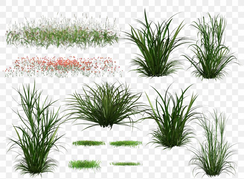 Download Green, PNG, 2656x1952px, Plant, Flowerpot, Grass, Grass Family, Green Download Free