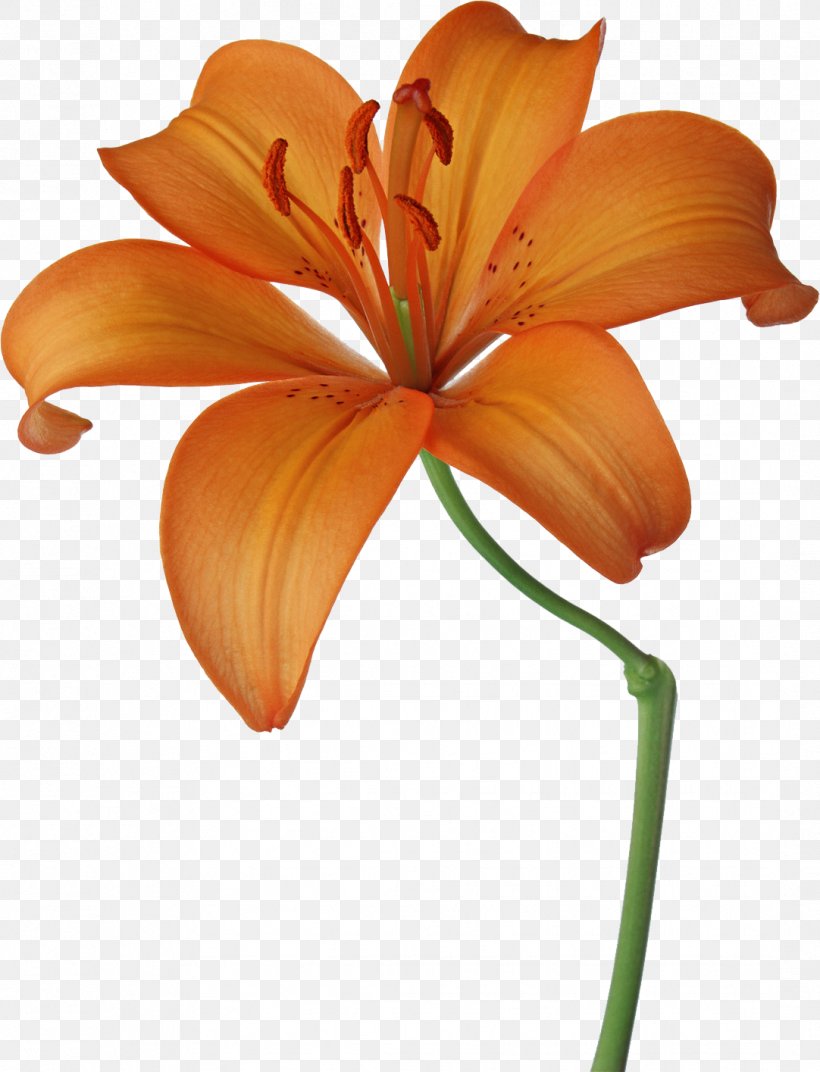 Flower Photography Floral Design Royalty-free Art, PNG, 1082x1415px, Flower, Art, Artificial Flower, Cut Flowers, Daylily Download Free