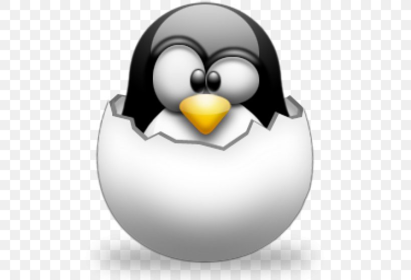 Application Software Computer Software User Ubuntu Tux, PNG, 560x560px, Computer Software, Beak, Bird, Computer Network, Flightless Bird Download Free