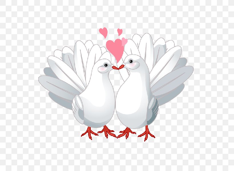 Columbidae Lovebird Doves As Symbols Clip Art, PNG, 600x600px, Columbidae, Beak, Bird, Chicken, Doves As Symbols Download Free