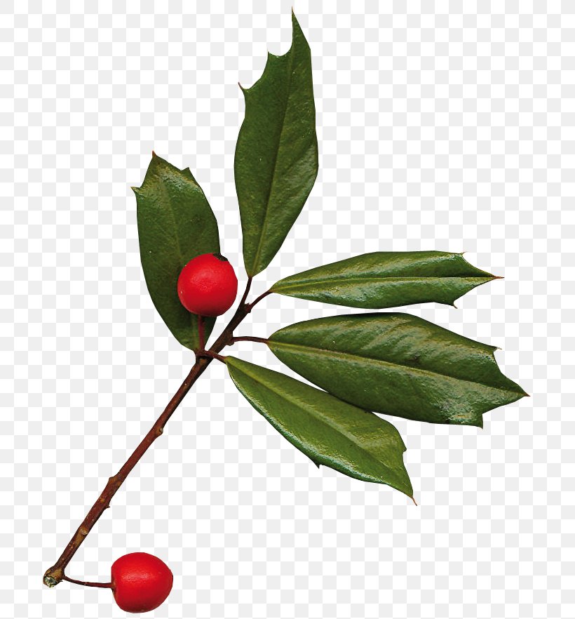 Leaf Christmas Follaje Branch, PNG, 712x882px, Leaf, Aquifoliaceae, Aquifoliales, Branch, Christmas Download Free