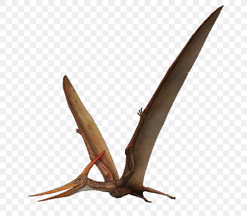 Pteranodon Pterosaurs Pterodactyls Spinosaurus, PNG, 745x718px, Pteranodon, Albatross, Dinosaur, Insect, Pterodactyls Download Free