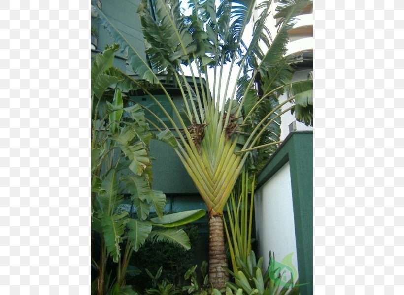 Asian Palmyra Palm Ravenala Madagascariensis Calabash Tree Palm Trees Sago Palm, PNG, 600x600px, Asian Palmyra Palm, Arecales, Borassus, Borassus Flabellifer, Calabash Tree Download Free