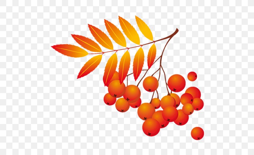 Autumn Vector Graphics Clip Art Image, PNG, 500x500px, Autumn, Flower, Fruit, Leaf, Orange Download Free