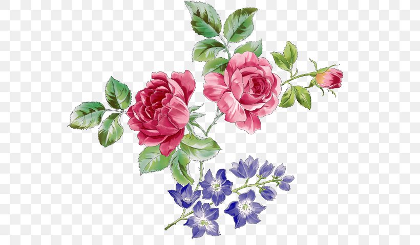 Beach Rose Flower Drawing Clip Art, PNG, 560x480px, Beach Rose, Artificial Flower, Color, Cut Flowers, Decoupage Download Free