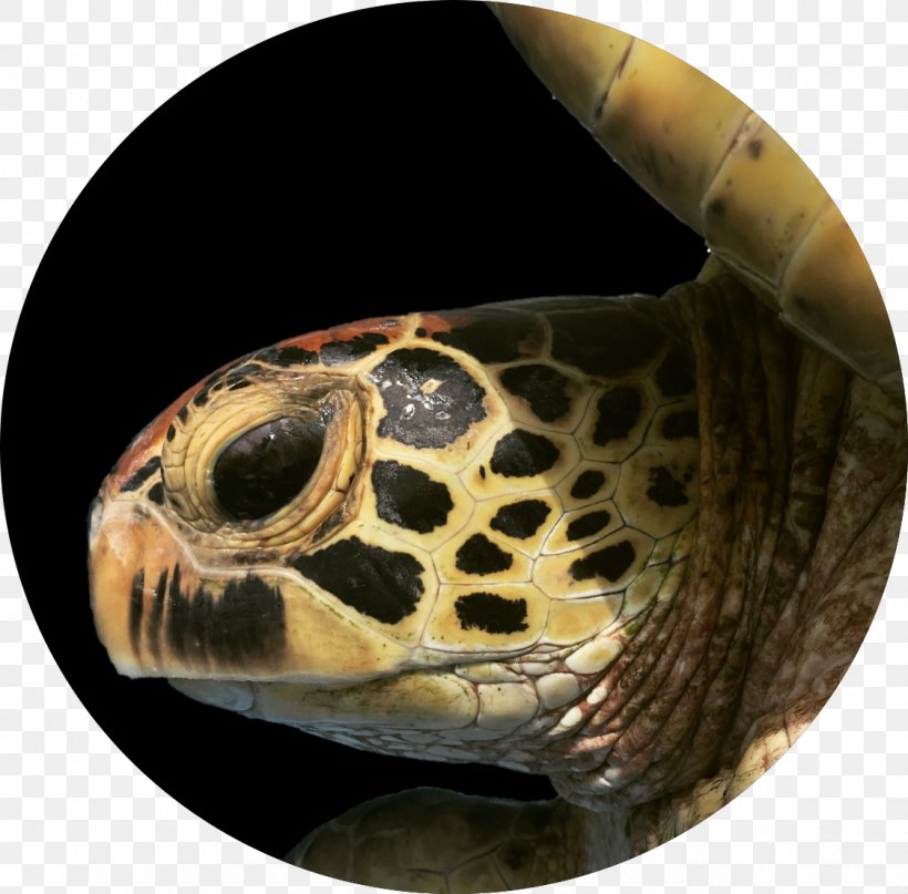 Box Turtles Hawksbill Sea Turtle Tortoise, PNG, 1125x1108px, Box Turtles, Animal, Box Turtle, Emydidae, Hawksbill Sea Turtle Download Free