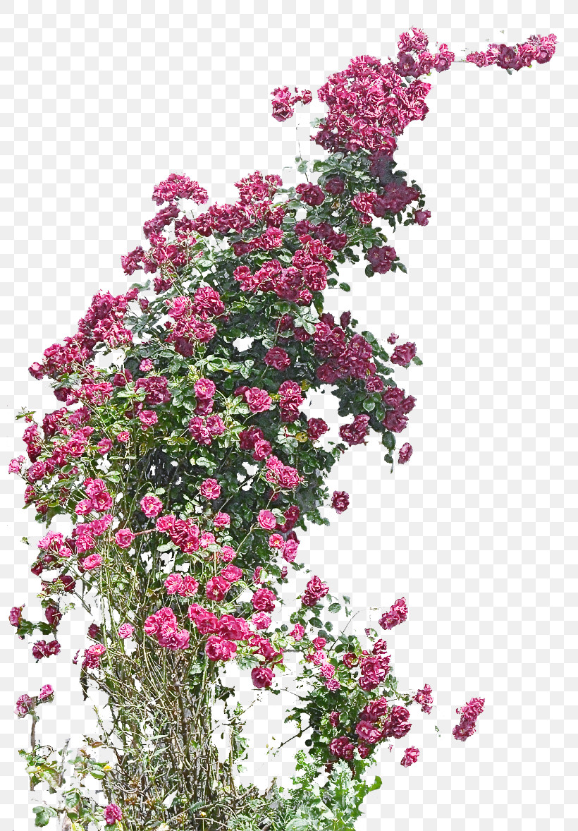 Rose, PNG, 800x1178px, Flower, Bougainvillea, Crape Myrtle, Pink, Plant Download Free