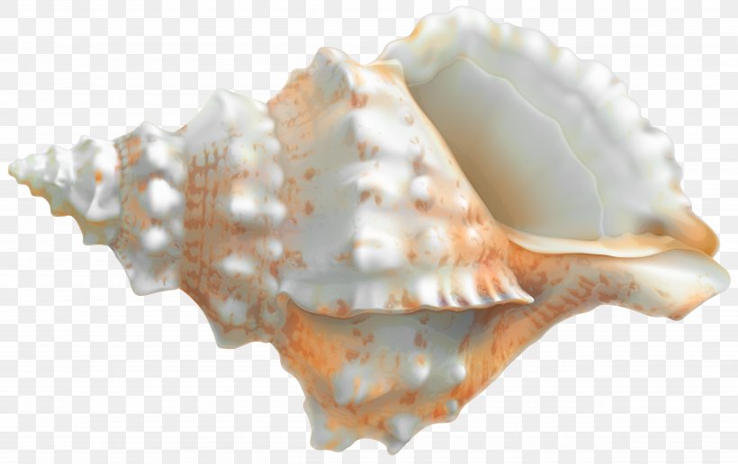 Seashell Veined Rapa Whelk Clip Art, PNG, 5000x3149px, Cockle, Clams Oysters Mussels And Scallops, Conch, Conchology, Marine Biology Download Free