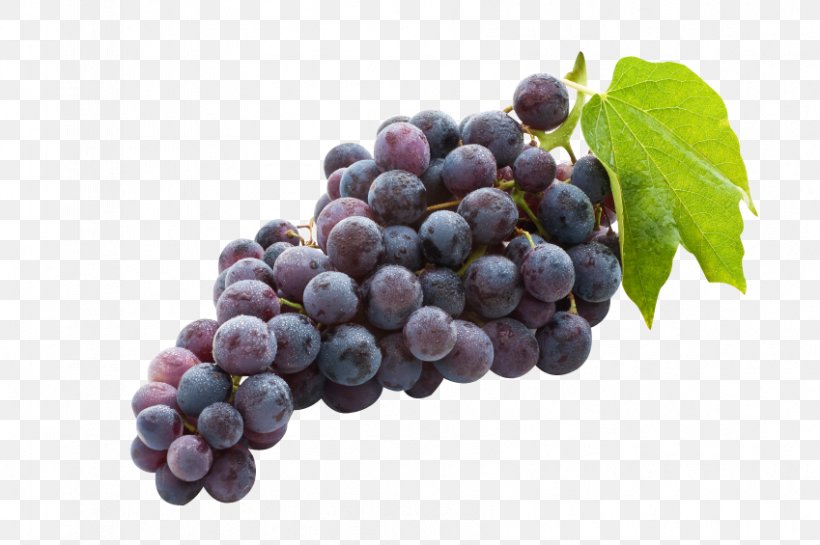 Concord Grape Juice Common Grape Vine Wine Sultana, PNG, 849x565px, Concord Grape, Amazon Grape, Berry, Bilberry, Blueberry Download Free