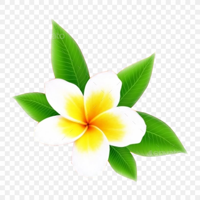 Green World Bali Kantor Petal Frangipani Stock Photography Royalty-free, PNG, 1500x1500px, Petal, Bali, Denpasar, Flower, Flowering Plant Download Free