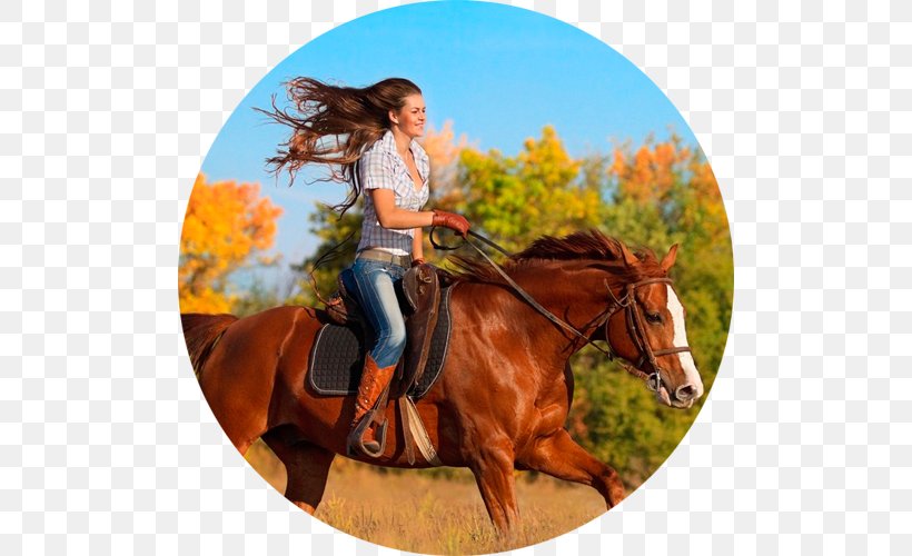 Horse Dari73.ru Equestrian Mother's Day Gift, PNG, 500x500px, Horse, Bridle, Cowboy, Equestrian, Equestrian Sport Download Free