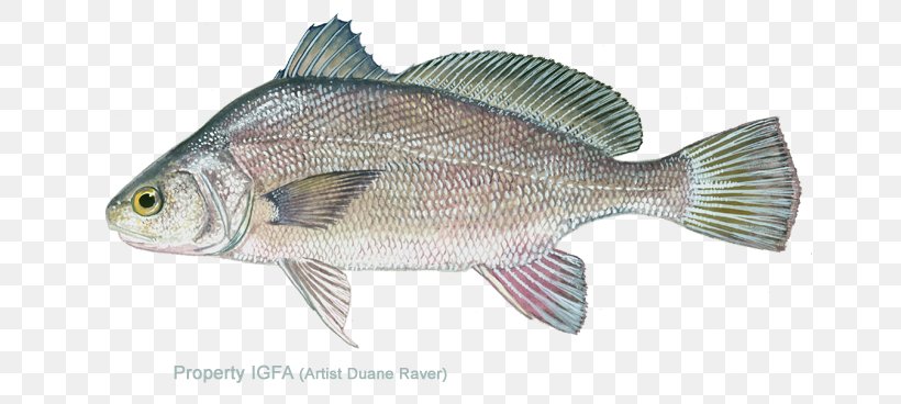 Tilapia Freshwater Drum Barramundi Fresh Water Fish, PNG, 716x368px, Tilapia, Barramundi, Bass, Bony Fish, Cod Download Free