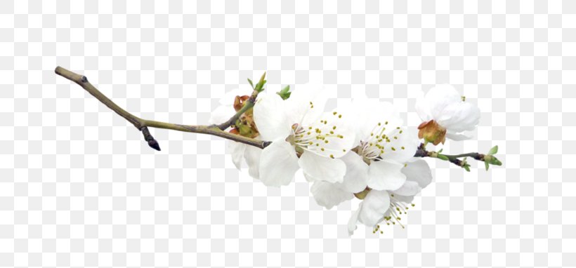 Blossom Fruit Tree Easter, PNG, 699x382px, Blossom, Branch, Cherry Blossom, Cut Flowers, Easter Download Free