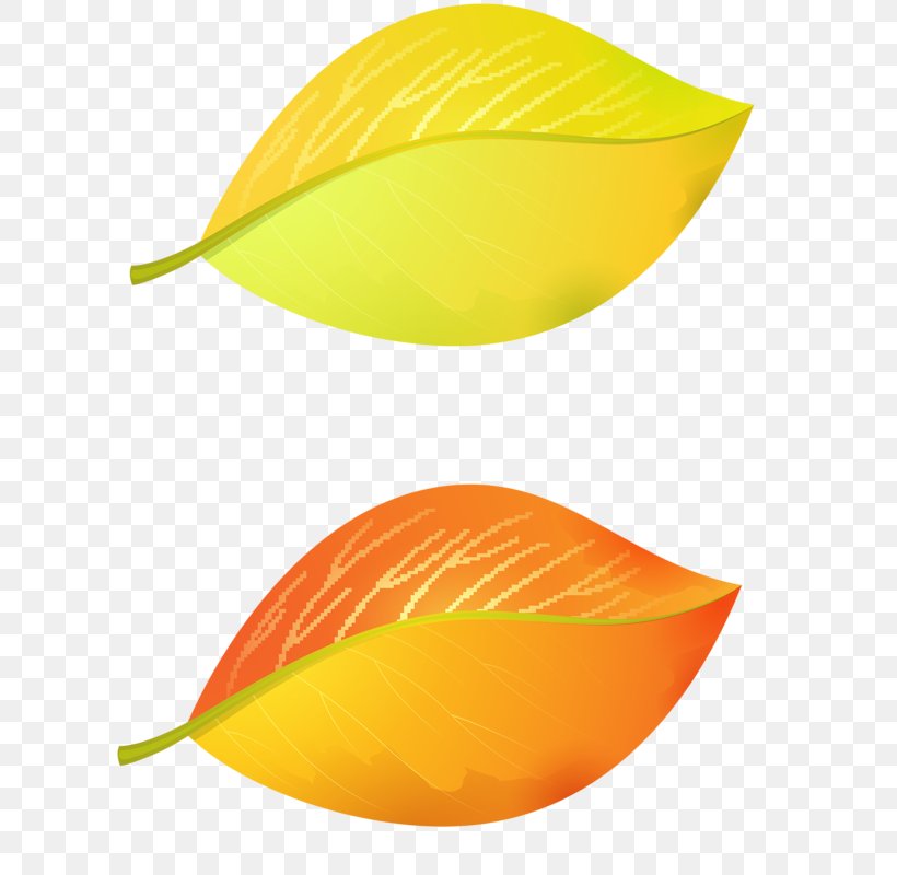 Line Leaf, PNG, 613x800px, Leaf, Orange, Plant, Yellow Download Free