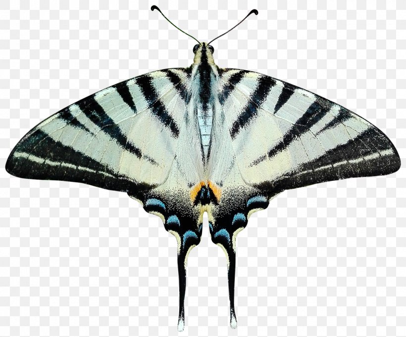 Butterfly Tail Insect Moth Transparency, PNG, 1280x1066px, Butterfly, Arthropod, Brush Footed Butterfly, Butterflies And Moths, Butterfly Tail Download Free