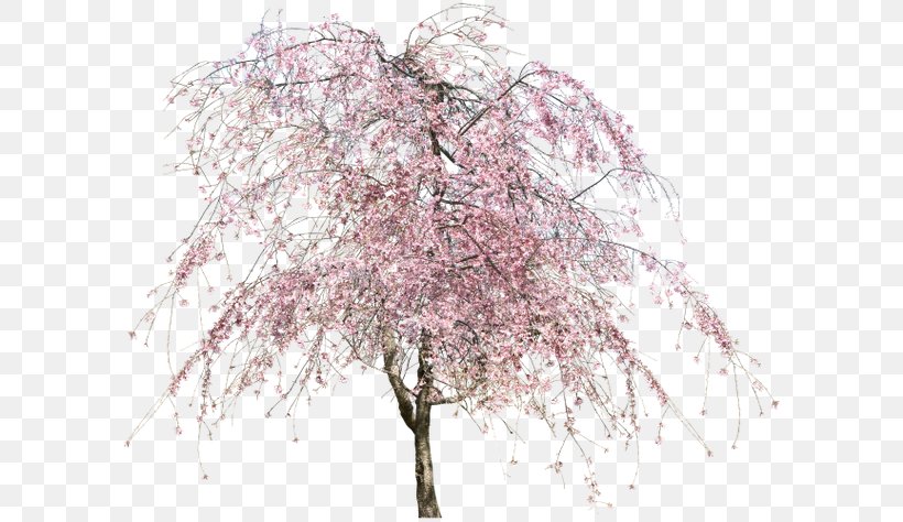 Cherry Blossom Tree, PNG, 600x474px, Blossom, Branch, Cherry Blossom, Flower, Flowering Plant Download Free
